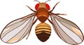 Male fruit fly Drosophila melanogaster Royalty Free Stock Photo